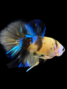 Male Halfmoon Plakat - Yellow Galaxy #0066 - Live Betta Fish