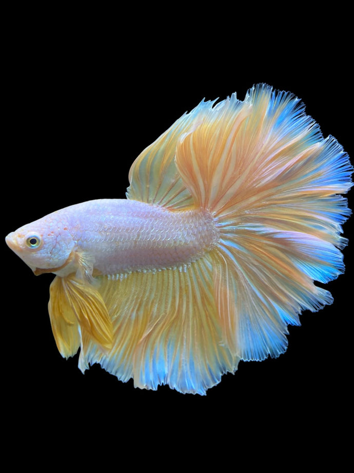 Male Rosetail - Pastel #0068 - Live Betta Fish