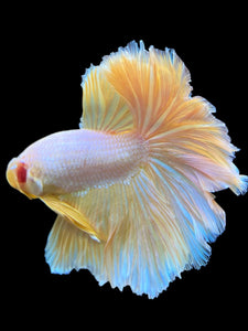 Male Rosetail - Pastel #0068 - Live Betta Fish