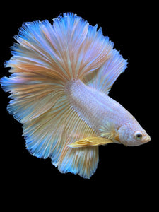 Male Rosetail - Pastel #0068 - Live Betta Fish