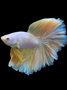 Male Rosetail - Pastel #0068 - Live Betta Fish