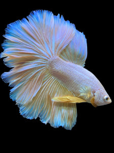 Male Rosetail - Pastel #0068 - Live Betta Fish