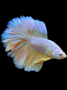 Male Rosetail - Pastel #0068 - Live Betta Fish