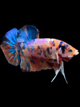 Load image into Gallery viewer, GIANT Male Halfmoon Plakat - Candy #006 - Live Betta Fish
