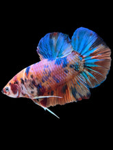Load image into Gallery viewer, GIANT Male Halfmoon Plakat - Candy #006 - Live Betta Fish
