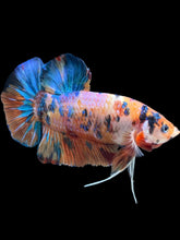 Load image into Gallery viewer, GIANT Male Halfmoon Plakat - Candy #006 - Live Betta Fish

