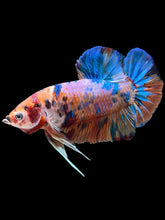 Load image into Gallery viewer, GIANT Male Halfmoon Plakat - Candy #006 - Live Betta Fish
