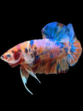 Load image into Gallery viewer, GIANT Male Halfmoon Plakat - Candy #006 - Live Betta Fish
