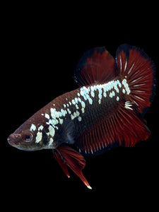 Male Halfmoon Plakat - Red Devil Samurai #0070 - Live Betta Fish