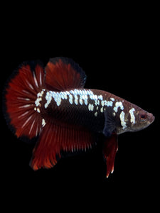 Male Halfmoon Plakat - Red Devil Samurai #0070 - Live Betta Fish