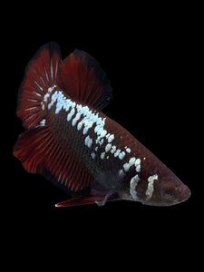 Male Halfmoon Plakat - Red Devil Samurai #0070 - Live Betta Fish