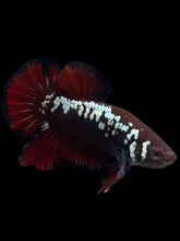 Load image into Gallery viewer, Male Halfmoon Plakat - Red Devil Samurai #0070 - Live Betta Fish
