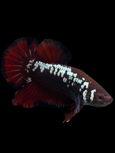 Male Halfmoon Plakat - Red Devil Samurai #0070 - Live Betta Fish