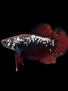 Male Halfmoon Plakat - Red Devil Samurai #0070 - Live Betta Fish