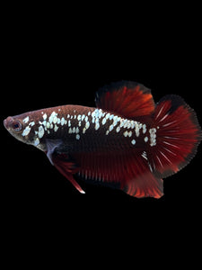 Male Halfmoon Plakat - Red Devil Samurai #0070 - Live Betta Fish