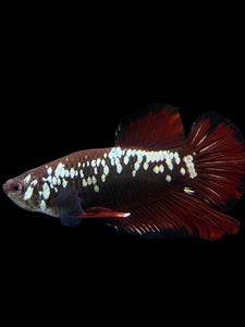 Male Halfmoon Plakat - Red Devil Samurai #0070 - Live Betta Fish