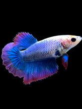 Load image into Gallery viewer, TOP GRADE Female Halfmoon - Two Tone #0071 - Live Betta Fish
