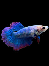 Load image into Gallery viewer, TOP GRADE Female Halfmoon - Two Tone #0071 - Live Betta Fish
