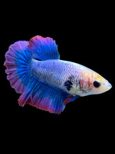 Load image into Gallery viewer, TOP GRADE Female Halfmoon - Two Tone #0071 - Live Betta Fish
