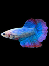 Load image into Gallery viewer, TOP GRADE Female Halfmoon - Two Tone #0071 - Live Betta Fish
