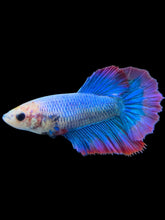 Load image into Gallery viewer, TOP GRADE Female Halfmoon - Two Tone #0071 - Live Betta Fish
