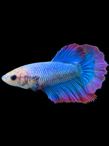 TOP GRADE Female Halfmoon - Two Tone #0071 - Live Betta Fish