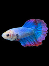 Load image into Gallery viewer, TOP GRADE Female Halfmoon - Two Tone #0071 - Live Betta Fish
