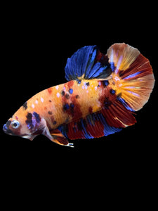 GIANT Male Halfmoon Plakat - Multicolor #0072 - Live Betta Fish