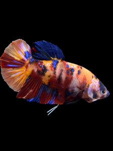 GIANT Male Halfmoon Plakat - Multicolor #0072 - Live Betta Fish