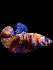 GIANT Male Halfmoon Plakat - Multicolor #0072 - Live Betta Fish