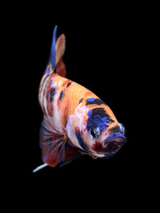 GIANT Male Halfmoon Plakat - Multicolor #0072 - Live Betta Fish