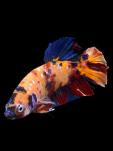 Load image into Gallery viewer, GIANT Male Halfmoon Plakat - Multicolor #0072 - Live Betta Fish
