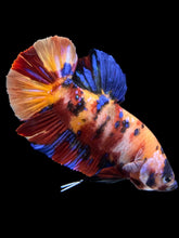 Load image into Gallery viewer, GIANT Male Halfmoon Plakat - Multicolor #0072 - Live Betta Fish
