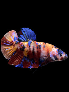 GIANT Male Halfmoon Plakat - Multicolor #0072 - Live Betta Fish