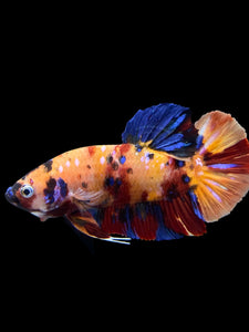 GIANT Male Halfmoon Plakat - Multicolor #0072 - Live Betta Fish