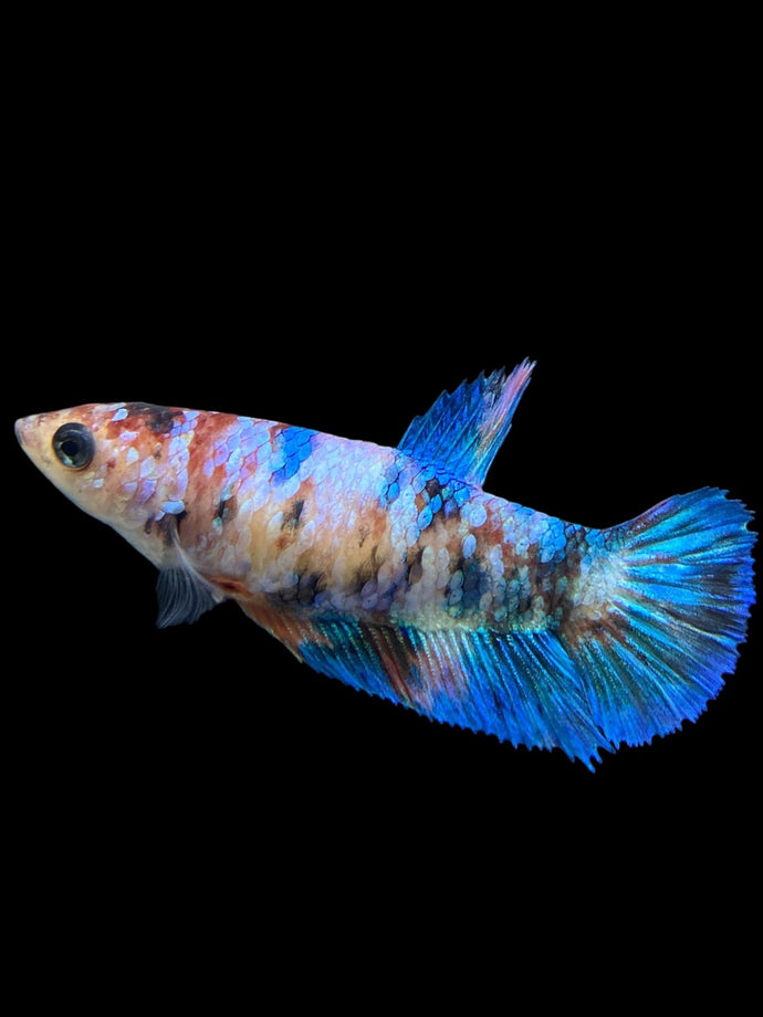 Female Halfmoon Plakat - Galaxy #0073 - Live Betta Fish