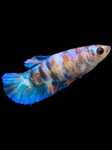 Female Halfmoon Plakat - Galaxy #0073 - Live Betta Fish