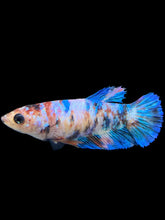 Load image into Gallery viewer, Female Halfmoon Plakat - Galaxy #0073 - Live Betta Fish
