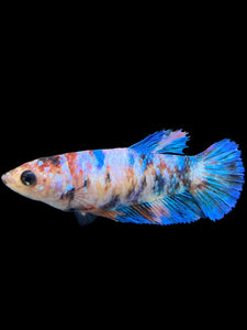 Female Halfmoon Plakat - Galaxy #0073 - Live Betta Fish