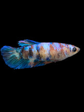 Load image into Gallery viewer, Female Halfmoon Plakat - Galaxy #0073 - Live Betta Fish
