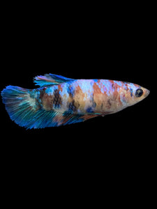 Female Halfmoon Plakat - Galaxy #0073 - Live Betta Fish