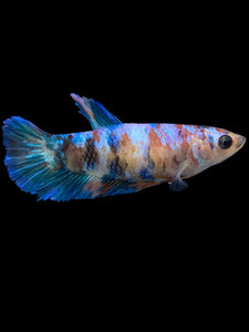 Female Halfmoon Plakat - Galaxy #0073 - Live Betta Fish