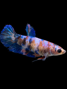 Female Halfmoon Plakat - Galaxy #0073 - Live Betta Fish