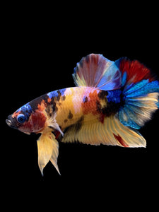 Male Halfmoon Plakat - Multicolor #0075 - Live Betta Fish