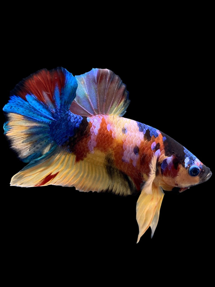 Male Halfmoon Plakat - Multicolor #0075 - Live Betta Fish