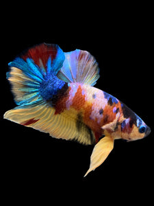 Male Halfmoon Plakat - Multicolor #0075 - Live Betta Fish