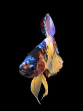 Load image into Gallery viewer, Male Halfmoon Plakat - Multicolor #0075 - Live Betta Fish
