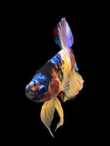 Male Halfmoon Plakat - Multicolor #0075 - Live Betta Fish