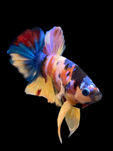 Male Halfmoon Plakat - Multicolor #0075 - Live Betta Fish