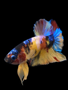 Male Halfmoon Plakat - Multicolor #0075 - Live Betta Fish